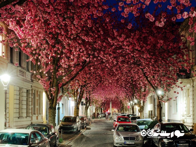 3 - خیابان چری بلوزم (Cherry Blossom) در شهر بن، آلمان 