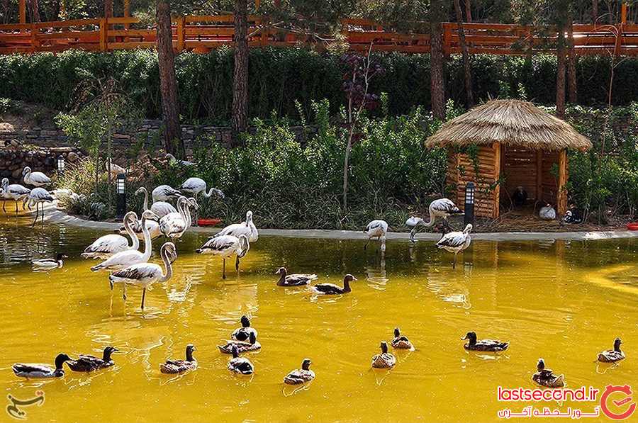باغ پرندگان تهران 