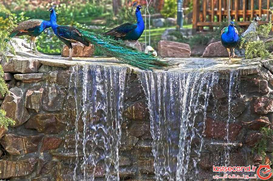 باغ پرندگان تهران 