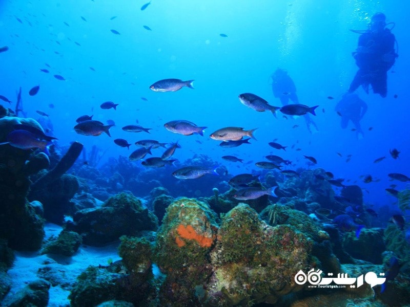 بهترین برای غواصان: جزیره کوراسائو (Curacao)