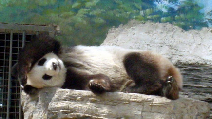 چین ، پکن - کاخ تابستانی ، باغ وحش پکن ، آیکیا – ۳۰ سپتامبر ۲۰۱۱
