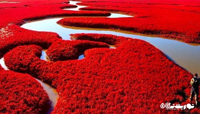 ساحل قرمز در کرانه رود لیائو ، کشور چین