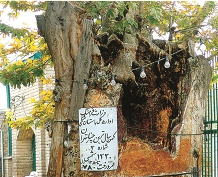 کهنسال ترین درخت چنار تهران