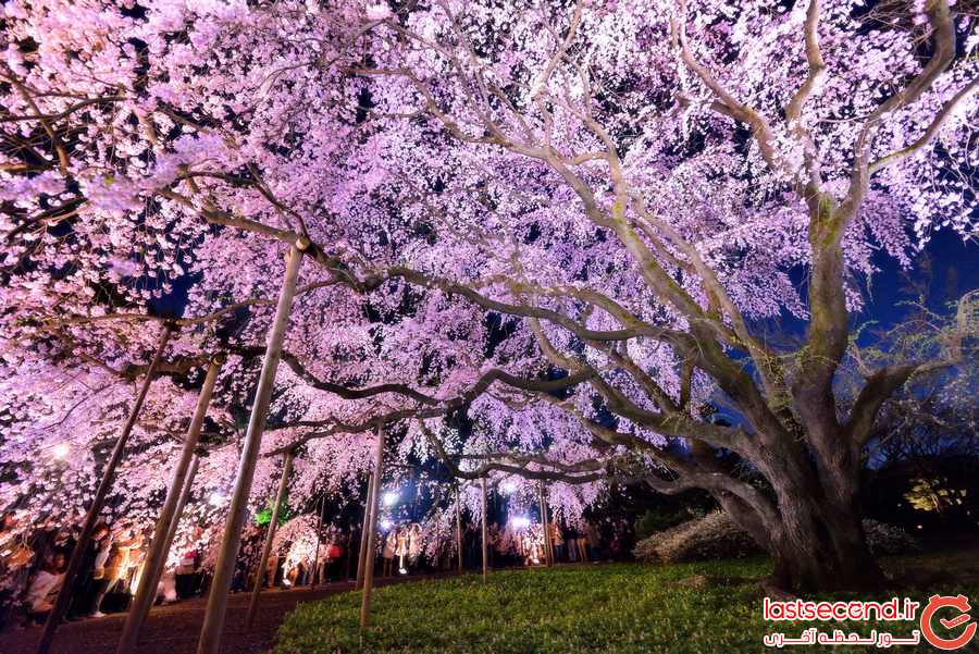 توکیو، شهر شکوفه های گیلاس