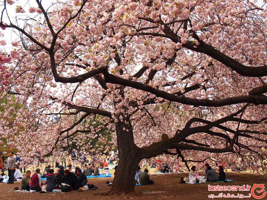 توکیو، شهر شکوفه های گیلاس