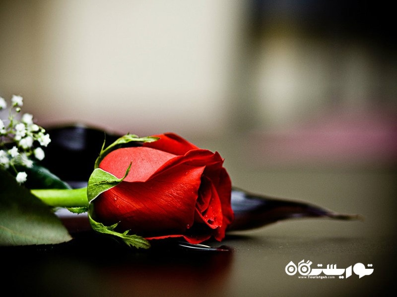 در اسطوره های رومی، رز قرمز، گل مورد علاقه ایزد بانوی عشق ونوس بود