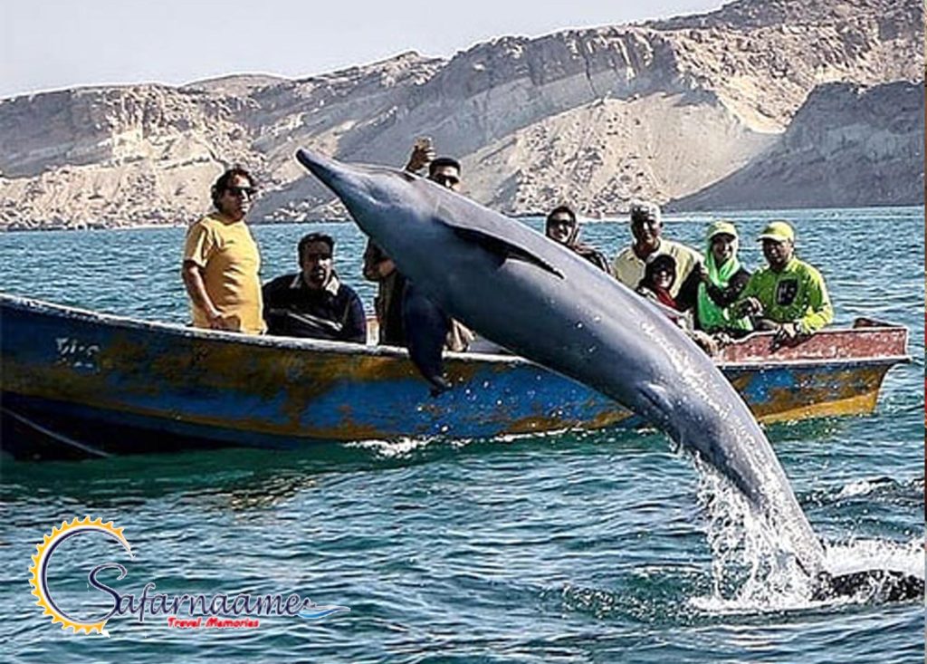 دلفین های خلیج فارس در جزیره قشم